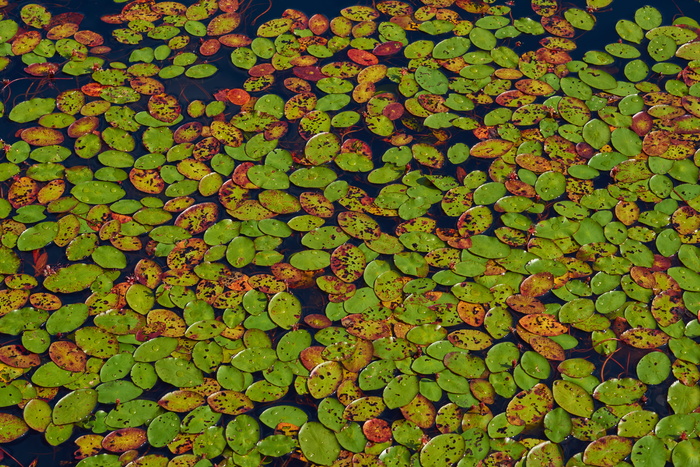 睡莲、水、池塘、花、自然、水生植物、水花、罗森格斯湖
