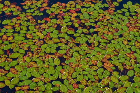 睡莲、水、池塘、花、自然、水生植物、水花、罗森格斯湖 睡莲、水、池塘、花、自然、水生植物、水花、罗森格斯湖