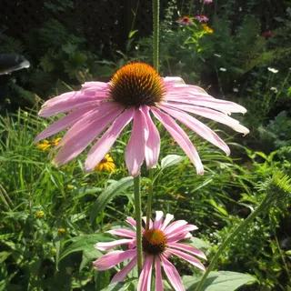 紫锥菊,花,沙维尼根,开花植物,脆弱性,新鲜度,植物 紫锥菊,花,沙维尼根,开花植物,脆弱性,新鲜度,植物