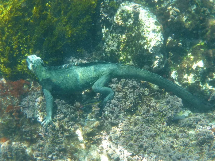海洋鬣蜥，加拉帕戈斯，潜水，爬行动物，鬣蜥，蜥蜴，动物，野生动物