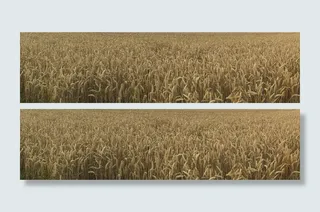 鸟瞰，视图摄影，视图，麦田，田地，全景，村庄，乡村