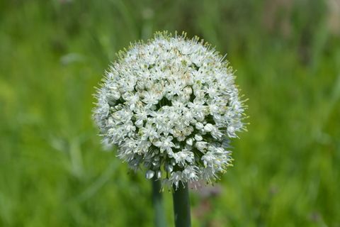 花，田野，自然，春天，夏天，草原，田野，开花植物