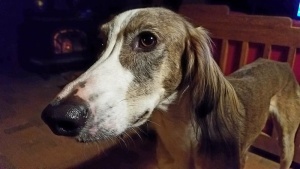 狗，萨鲁基犬，宠物，猎犬，长颈猎犬，纯种，狩猎，家养