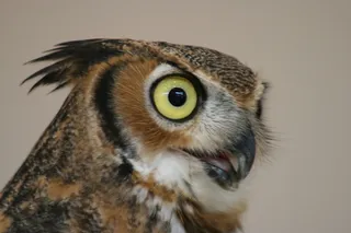 猫头鹰，鸟，野生动物，爪子，捕食者，猛禽，眼睛，动物主题