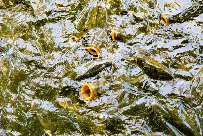 鱼，饥饿的鱼，鱼张口，动物主题，水，动物，野生动物，脊椎动物