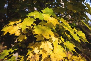 黄色，叶子，枫树，植物，植物部分，叶子，生长，树