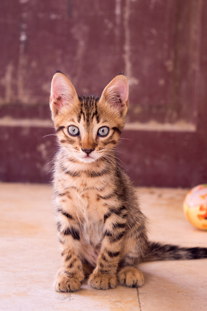 龙丽小猫特写摄影