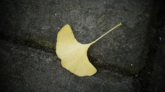 银杏,落叶,枯叶,黄色,特写,无人,植物部分,叶 银杏,落叶,枯叶,黄色,特写,无人,植物部分,叶