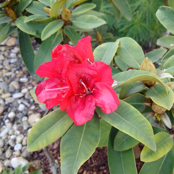 杜鹃花，粉色，红色，花，灌木，春季，粉色花，植物部分