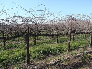 葡萄园、葡萄藤、葡萄酒、农业、葡萄酒商、树木、植物、土地