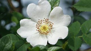 野生玫瑰，田野，自然，花朵，开花植物，植物，生长，新鲜度