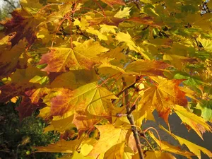 槭树、枫树、树叶、季节、颜色、秋天、秋天、黄色