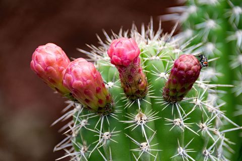 Jardin，De，Cactus，Lanzarote，Jardin De Cactus，西班牙，非洲景点，guatiza