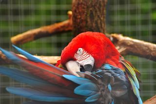 Ara，鸟，鹦鹉，彩色，羽毛，动物，颜色，红色