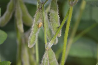 大豆、种植园、农业、绿色、文化、作物、田地、谷物