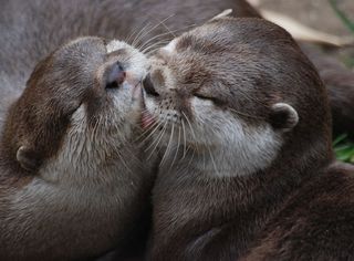 浅，照片，两只，水獭，两只水獭，毛茸茸的，棕色，水獭