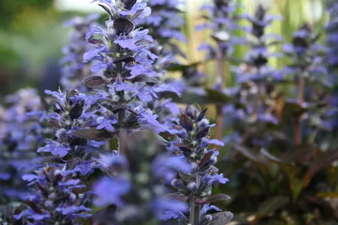 花,植物,开花,颜色,花,紫色,生长,自然 花,植物,开花,颜色,花,紫色,生长,自然