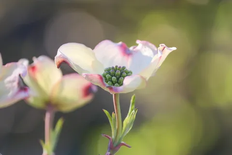 山茱萸、观赏灌木、灌木、花朵、花朵、白色、山茱萸、花瓣 山茱萸、观赏灌木、灌木、花朵、花朵、白色、山茱萸、花瓣