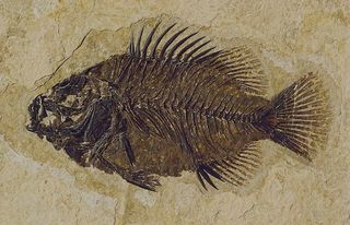 特写照片，鱼骨壁画，化石，鱼，石头，化石，鱼，小公鸡，岩石