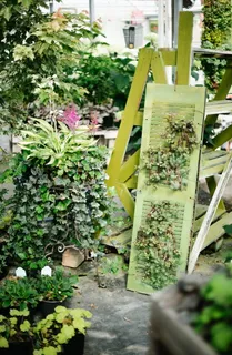 绿叶植物，植物，陶器，罐子，花瓶，盆栽，花园，户外