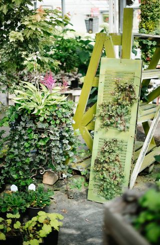 绿叶植物，植物，陶器，罐子，花瓶，盆栽，花园，户外