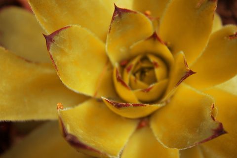 花，植物，特写，自然之美，开花植物，黄色，花瓣，新鲜度