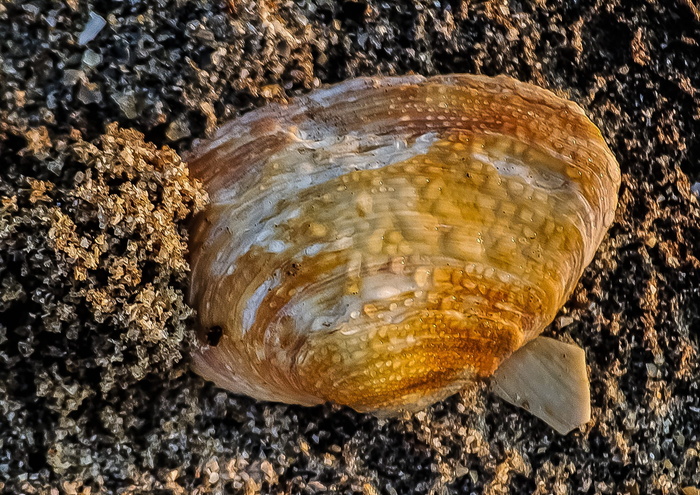 贝壳，贝类，贻贝，自然，特写，沙子，贝壳，野生动物