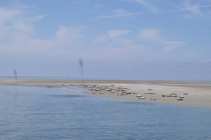 海豹、沙洲、北海、北弗里斯兰、沃登海、水、天空、大自然之美