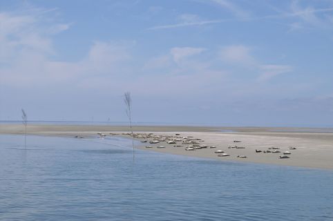 海豹、沙洲、北海、北弗里斯兰、沃登海、水、天空、大自然之美