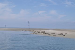 海豹、沙洲、北海、北弗里斯兰、沃登海、水、天空、大自然之美