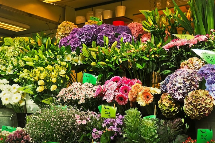 花，植物，自然，黄色，白色，粉色，黄色，绿色