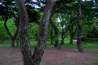 木材、风景、自然、公园、森林、森林路、*和thu