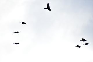 飞行，动物主题，鸟，动物，脊椎动物，野生动物，野生动物，剪影