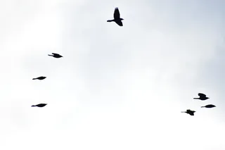 飞行，动物主题，鸟，动物，脊椎动物，野生动物，野生动物，剪影