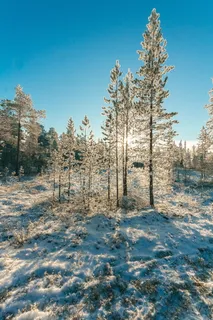 晴朗蓝天下被雪覆盖的森林 晴朗蓝天下被雪覆盖的森林