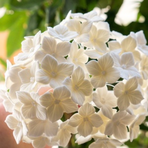 佩特有糖、花、绣球、开花植物、脆弱、脆弱、植物、花瓣