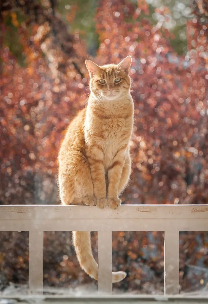 斑猫