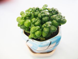 植物，绿色，生长，叶子，自然，绿色，生长，花园，自然