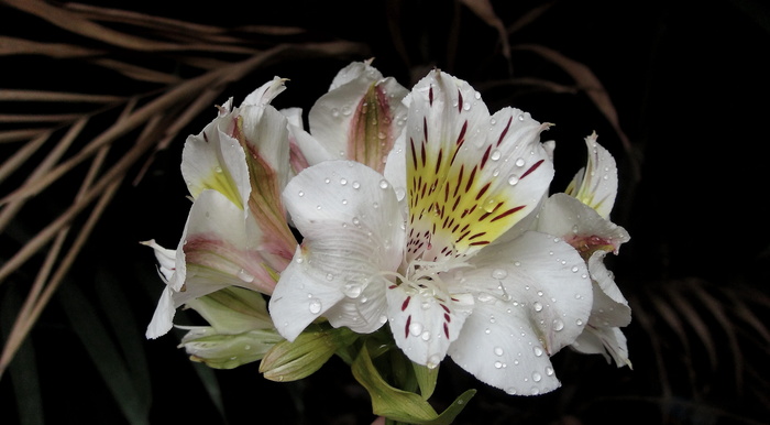 菲律宾、马尼拉、印加百合、卡萨布兰卡alstroemeria、卡萨布兰卡公主百合、自然、地球、芙蓉