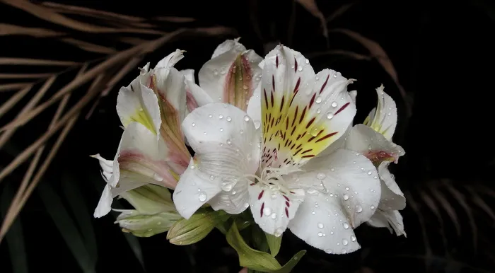 菲律宾、马尼拉、印加百合、卡萨布兰卡alstroemeria、卡萨布兰卡公主百合、自然、地球、芙蓉