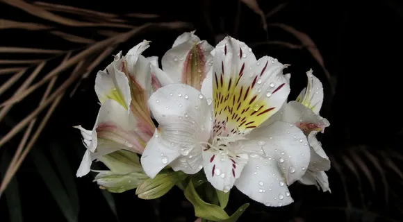 菲律宾、马尼拉、印加百合、卡萨布兰卡alstroemeria、卡萨布兰卡公主百合、自然、地球、芙蓉 菲律宾、马尼拉、印加百合、卡萨布兰卡alstroemeria、卡萨布兰卡公主百合、自然、地球、芙蓉