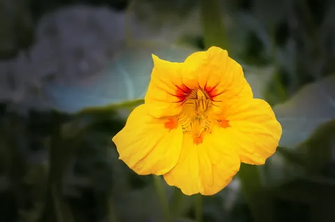 旱金莲,水芹,开花,开花,卡宾温室,食用,封闭,黄色 旱金莲,水芹,开花,开花,卡宾温室,食用,封闭,黄色