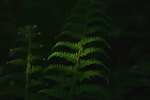 深色，绿色，叶子，植物，自然，叶子，蕨类，绿色