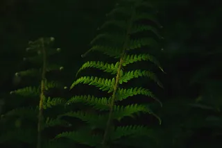 深色，绿色，叶子，植物，自然，叶子，蕨类，绿色