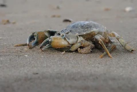 动物，自然，动物世界，爪子，沙子，动物主题，动物野生动物，一种动物