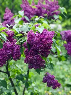 植物,花朵,花朵,紫色,丁香,植被,灌木,乌克兰 植物,花朵,花朵,紫色,丁香,植被,灌木,乌克兰