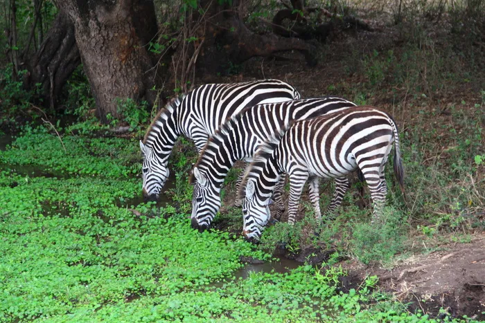 坦桑尼亚，ngorongoro火山口，人群，斑马，非洲，独特，跟随，野生动物