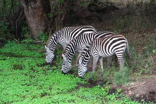 坦桑尼亚，ngorongoro火山口，人群，斑马，非洲，独特，跟随，野生动物