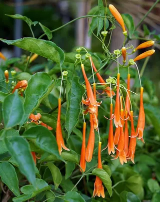 佛罗里达，火焰，藤蔓，植物，花园，热带，自然，树叶