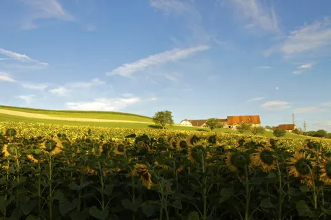 运动，向日葵，夏天，植物，黄色，天空，景观，田地